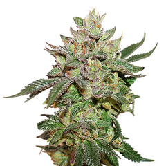 Wedding Cake, Фасовка: 1